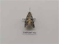 藏品(尺蛾123)的圖片